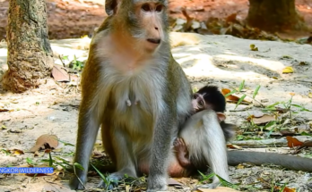 Anissa the young monkey during an urgent wildlife rescue operation