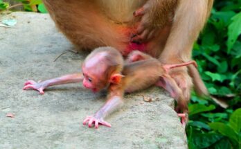 Baby Monkey First Steps while receiving gentle guidance from its mother
