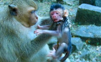 Mother Rejects Newborn as young monkey Amaya leaves her baby alone